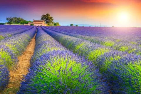 Magical sunset and lavender fields in Provence region, Valensole, France Stock Photos