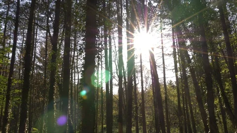 Magical Sunset Forest With Trees In Spring, Lateral Movement Opposite To Sun Stock Footage 129020888