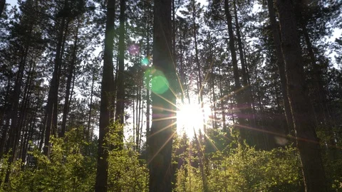 Magical Sunset Forest With Trees In Spring, Lateral Movement Opposite To Sun Video stock 129020985