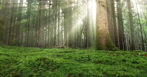 Magical sunshing in mossy forest Stock Footage 322902748