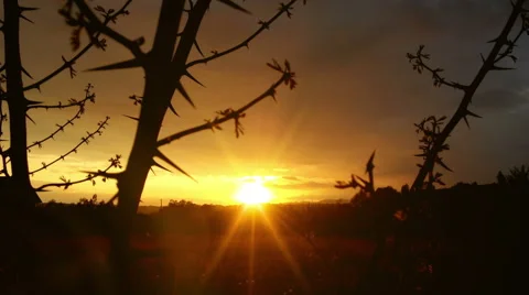 Magical timelapse sunset through thorn branches over countryside Stock Footage