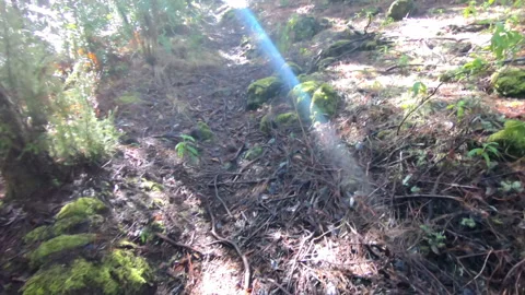 Magical trail through the forest, deep nature, reverse speed Stock Footage 197624436