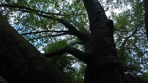 Magical tree Stock Footage 275043333