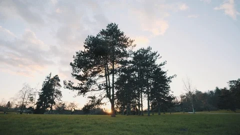 Magical tree in the Park with Sunset Stock Footage 122160145