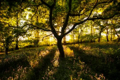 Magical tree Stock Photos