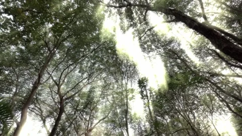 Magical trippy video of divine light rays seen through canopy of trees Stock Footage 309082766