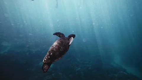 Magical underwater experience with green turtle rising to surface as Stock Footage 277632096
