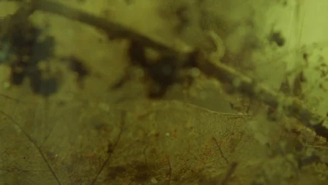 Magical Underwater Micro World Stock Footage 331884602