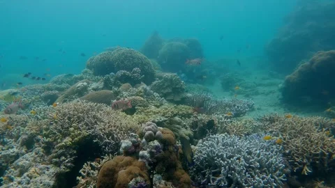 Magical underwater scene during diving showing a coral reef teeming with marine Stock Footage 339086204