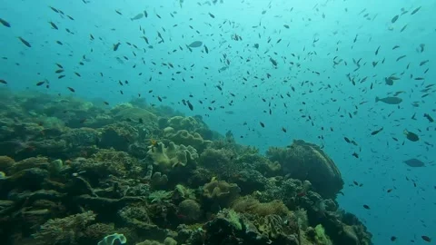 Magical underwater scuba diving view of masses of tropical damsel, unicorn Stock Footage 255818727