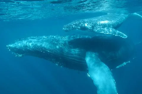 Magical underwater view of a mother-calf whale couple sailing in Sainte Marie Stock Photos