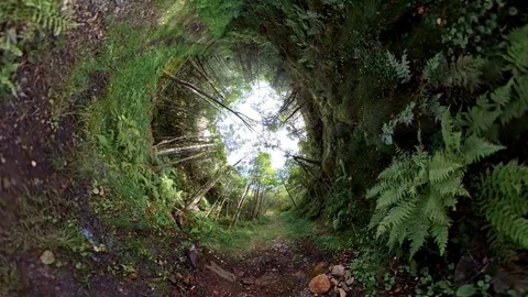 Magical view of the forest. Inverted 360 wrap Stockbeeldmateriaal 95556375