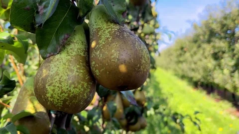 A magical view of pears suspended in the air above a pear orchard on a sun day Stock Footage 250856810