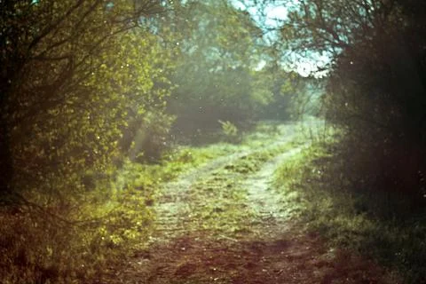 Magical walking path in forest landscape photo Stock-Fotos