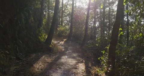 A magical walking path in the forests of Nepal Stock Footage 119401724