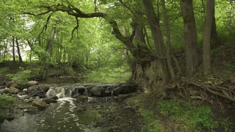 A magical waterfall in a forest with big trees in summer morning Stock-Footage 159981408
