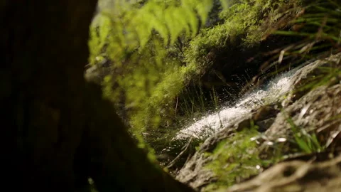 Magical waterfall spring, top reveal, Mynion Falls, Australia, QLD, Gondwana Stock Footage 240054525