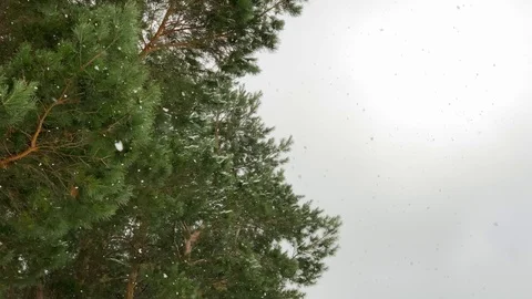 Magical winter forest. Blizzard in the evergreen forest. Snow falling  Stock-Footage 119080685