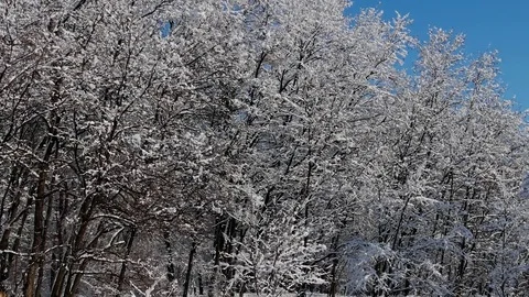 A magical winter forest. Pan out Видео 85119347