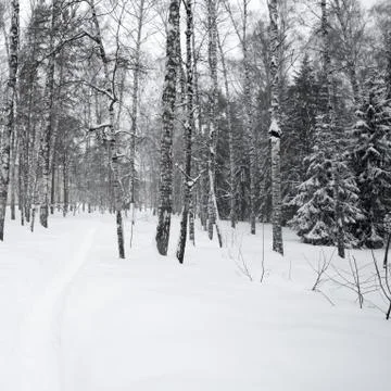Magical winter forest Stock Photos