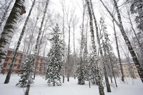 Magical winter forest Stock Photos