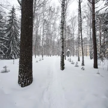 Magical winter forest Stock Photos