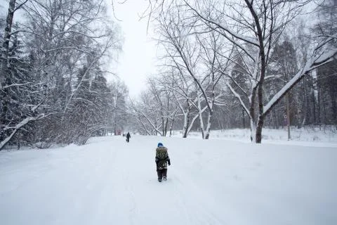 Magical winter forest Stock Photos