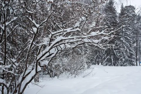 Magical winter forest Stock Photos