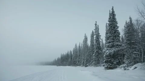 Magical winter forest with snow-covered fir trees at the edge of a white field Stock Footage 158613657