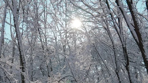 A magical winter forest with sun. Pan out 库存影片 85119768