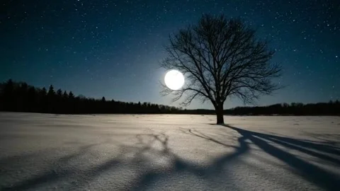 Magical Winter Night with a Full Moon and Long Tree Shadows. Stock Footage 315379476
