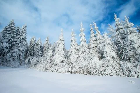 Magical winter snow covered tree Stock Photos