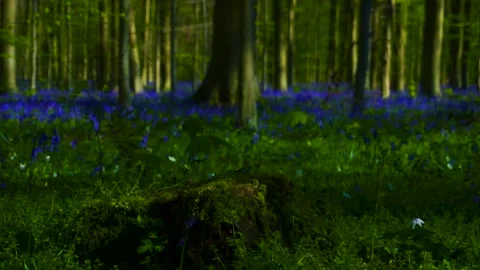 Magical  wood Stock Footage 153853361