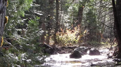 Magical Wooded Forest Stockbeeldmateriaal 43968091