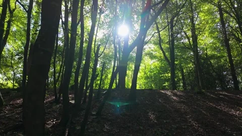 Magical woods with sun streaming through trees Vídeos de archivo 317782739
