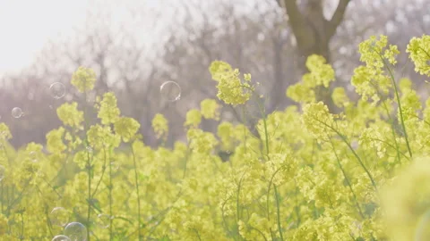 Magical Yellow Flower Field with Floating Soap Bubbles in Sunlight Stockbeeldmateriaal 334841655