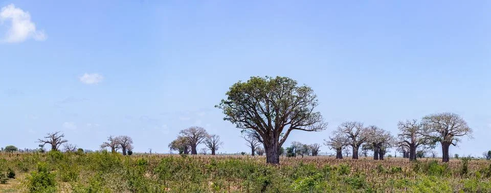 MagicalKenya 스톡 사진