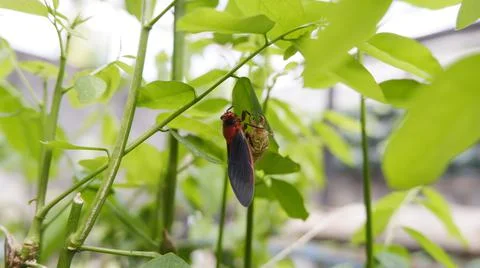 Magicicada septendecim Stock Photos