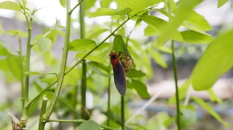 Magicicada septendecim Stock Photos