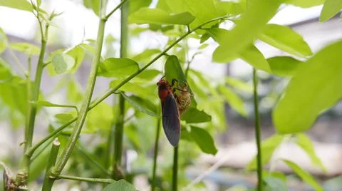 Magicicada septendecim Stock Photos