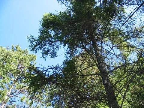 MAGNATEWAN 2007 Trees Stock Photos