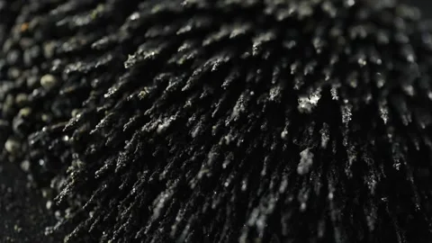 Magnetic Field Effect On Volcanic Sand Macro Abstract Stock Footage 317690114