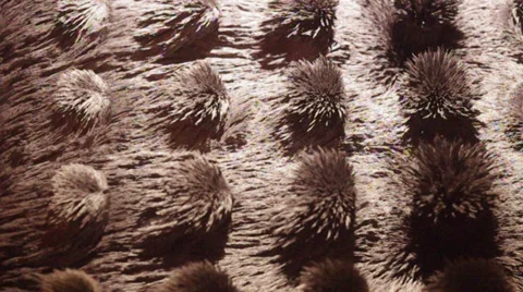 Magnetic field , visualization of power(force) lines. Stock Footage 34382528