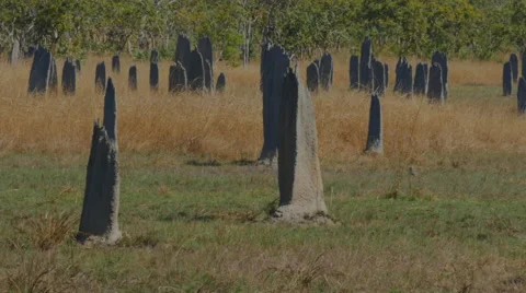 Magnetic termite mounds pan Stock Footage 52206050