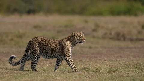 Magnificent African Leopard walking and Monitoring Its Surroundings in the Wild Stock Footage 337559636