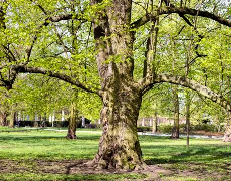 Magnificent ancient plane tree Stock Photos
