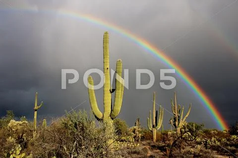Magnificent Arizona Desert Rainbow Stock Photos
