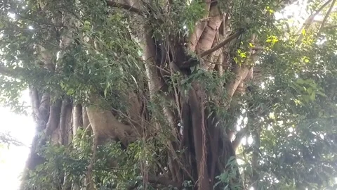 The magnificent banyan tree Stock-Footage 332057882