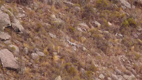 Magnificent Black Chested Buzzard Eagle banking and circling inside the Stock Footage 253398824