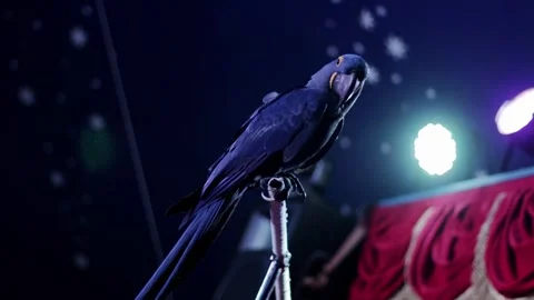 Magnificent blue macaw parrot perched on a stand performing a captivating circus Stock Footage 344865187